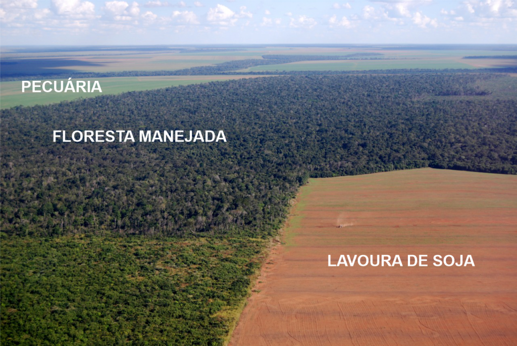 O que é fato e o que é mito sobre o manejo e a exploração florestal do Ipê no Brasil, bem como sobre outras espécies florestais